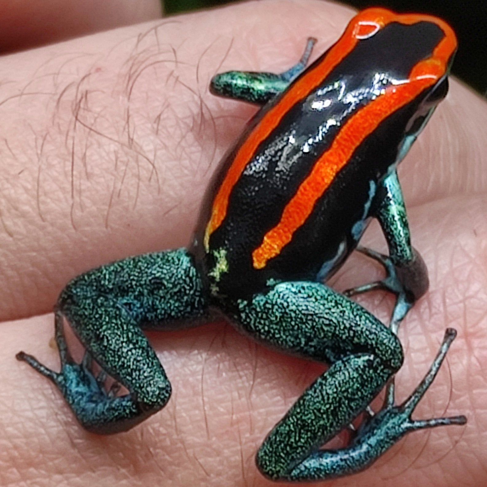 Phyllobates vittatus uit eigen kwekerij
