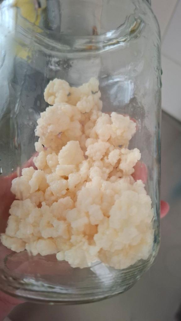 Origineel Tibetaanse melkkefir korrels, Diversen, Levensmiddelen, Ophalen of Verzenden