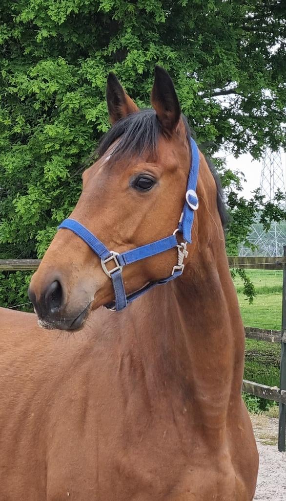 Leuke merrie, Dieren en Toebehoren, Paarden, Merrie