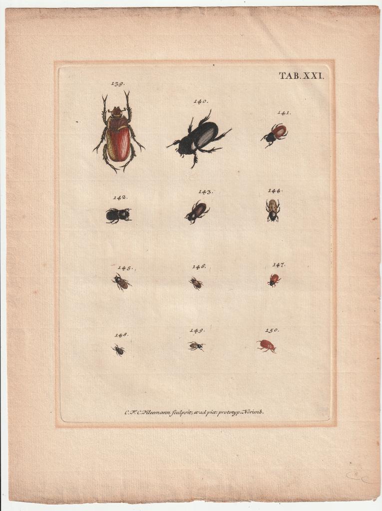 Catalogus systematicus coleopterorum Voet Kleemann tab. XXI, 1800 - 1899, Verzenden, Handgekleurd, Gravure