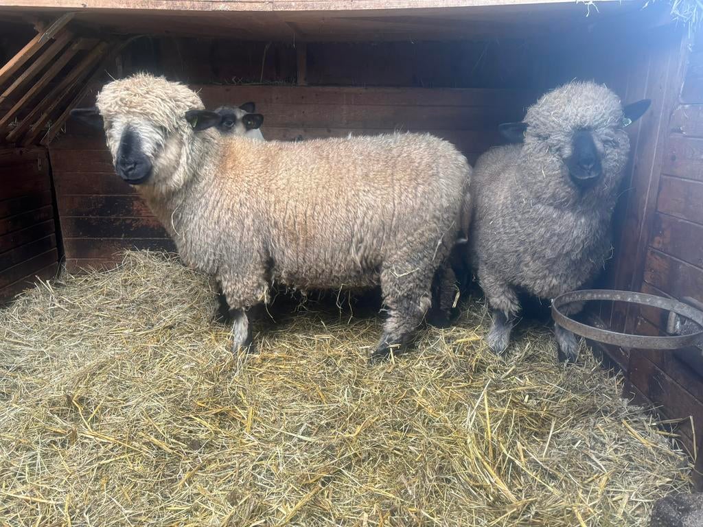 ✅🐑Schapenscheerder & geit bekappen schaap scheren,scheerder