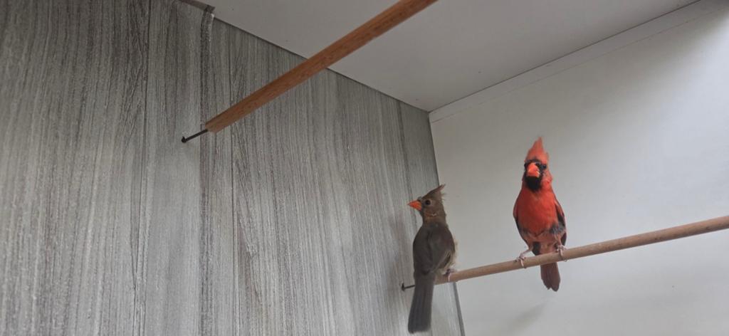 Koppel rode kardinalen, Dieren en Toebehoren, Vogels | Overige Vogels, Meerdere dieren