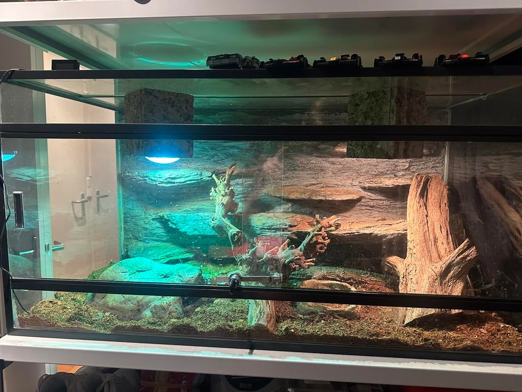 Stekelstaart varaan met terrarium Monitor Lizard - unknown for sale from Luca Leonard