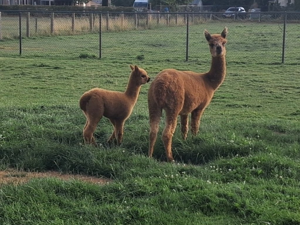 Alpaca merrie met hengst veulen, Juni, Meerdere dieren