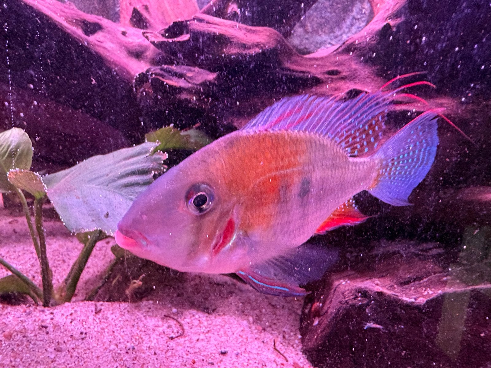 3 Acarichthys heckelii, Vis