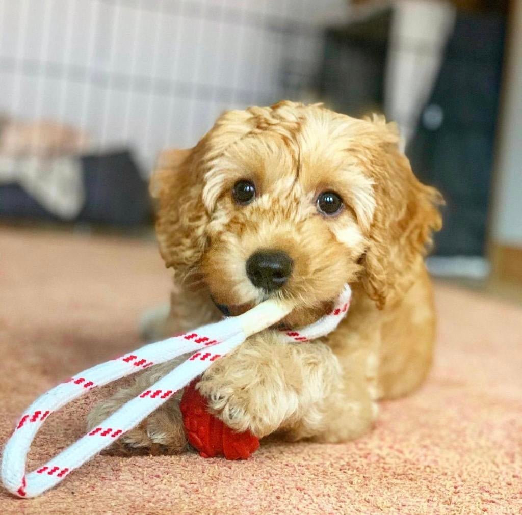 Australian labradoodle ( medium), Parvo, Overige rassen, 8 tot 15 weken, Meerdere