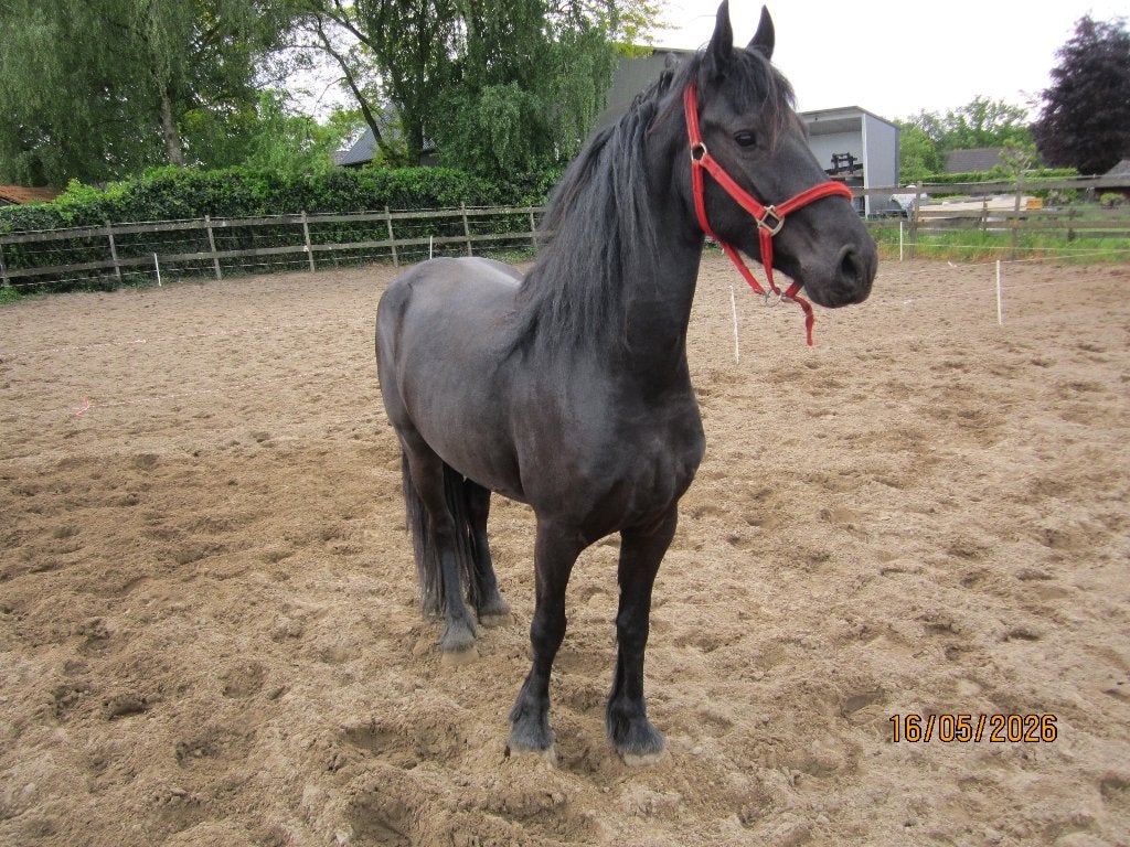 4 jarige Friese ruin, Dieren en Toebehoren, Met stamboom, Ruin, Dressuurpaard, 3 tot 6 jaar