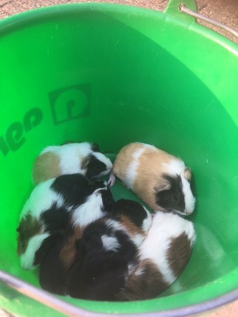 Super leuke cavia,s!, Cavia, Juni, Meerdere dieren, Tam