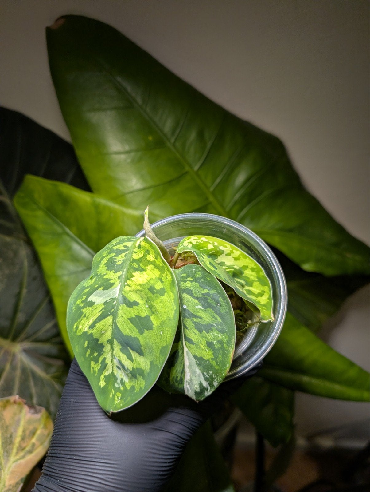Homalomena Camouflage Albo Variegata, Ophalen of Verzenden, Halfschaduw, Minder dan 100 cm