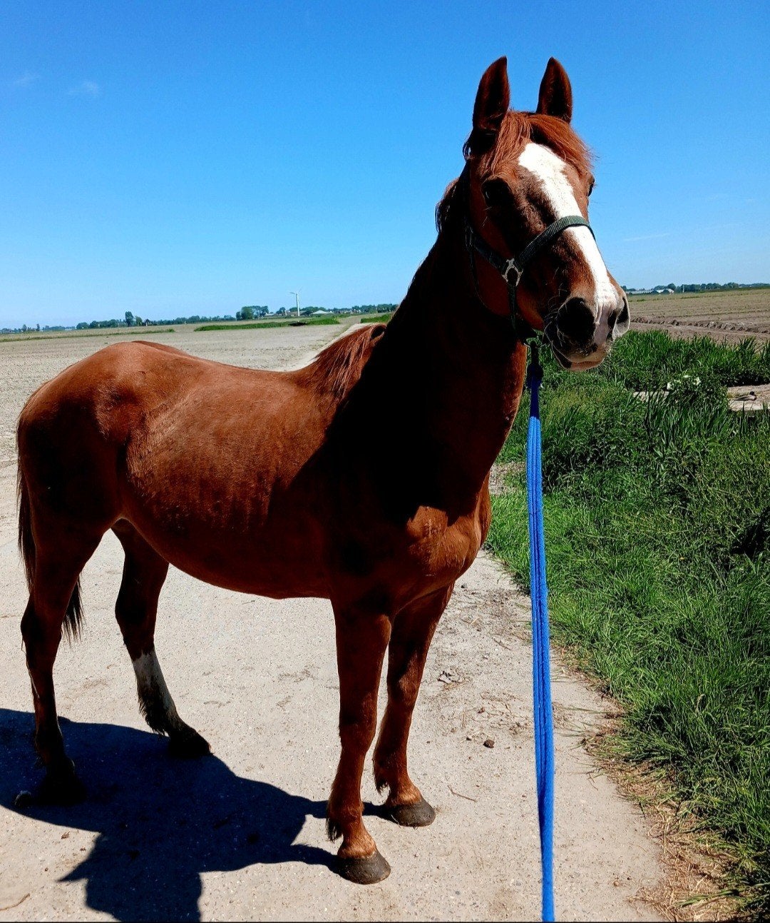 2 leuke e ponys, Dieren en Toebehoren, Pony's, Niet van toepassing, Recreatiepony, Merrie, E pony (1.48m - 1.57m)
