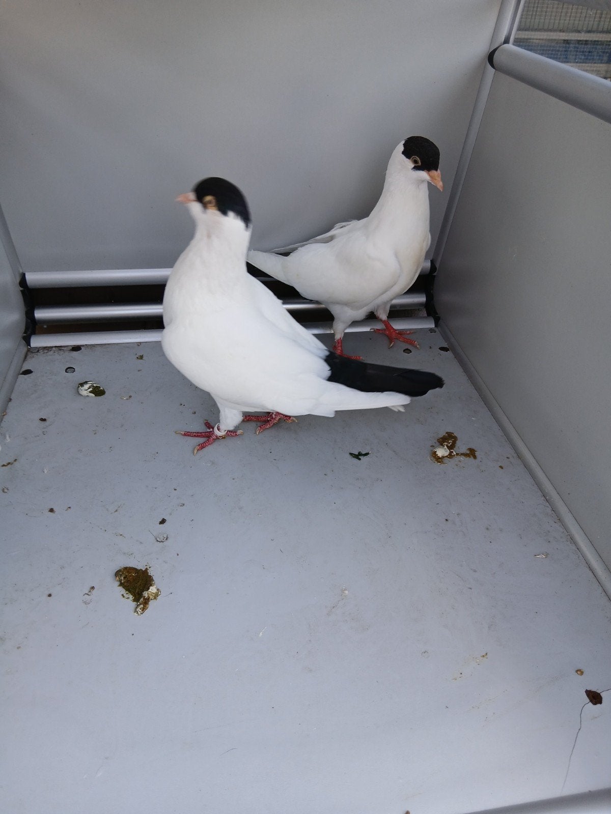 twee mooie koppels helmduifjes, Dieren en Toebehoren, Vogels | Duiven, Meerdere dieren, Overige soorten