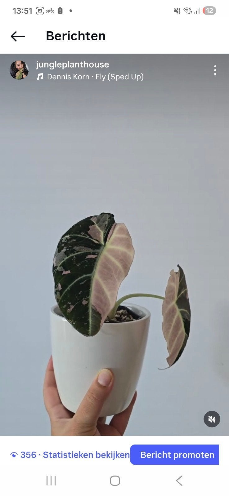 Alocasia black velvet pink variegata knol met wortels, Overige soorten, In pot, Minder dan 100 cm, Groene kamerplant