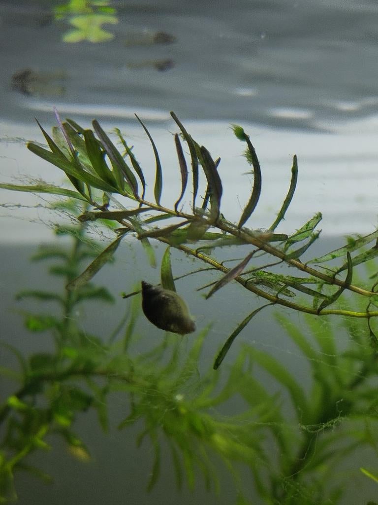 10 Blaasslakken voor 50 cent, kleine opruimers, Dieren en Toebehoren, Vissen | Aquariumvissen, Vis
