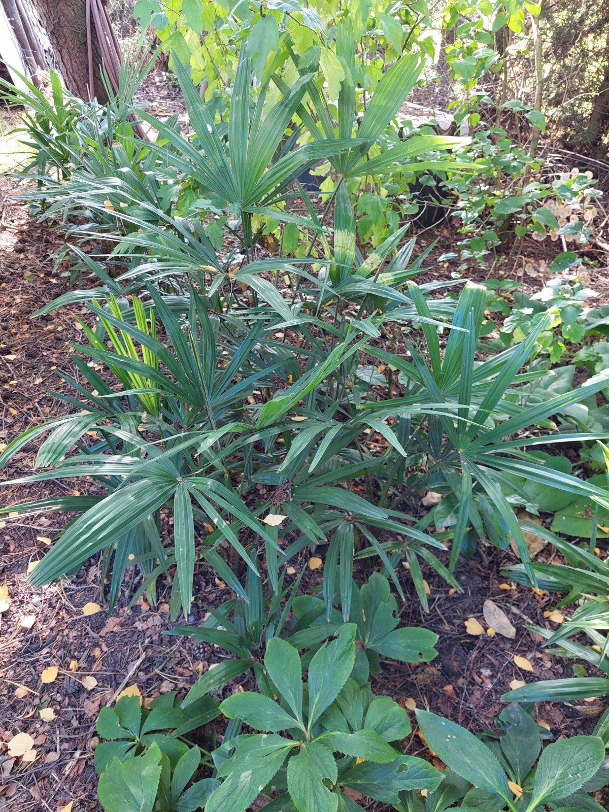 Chinese waaierpalm (trachycarpus Fortunei), Ophalen, Overige soorten, Halfschaduw