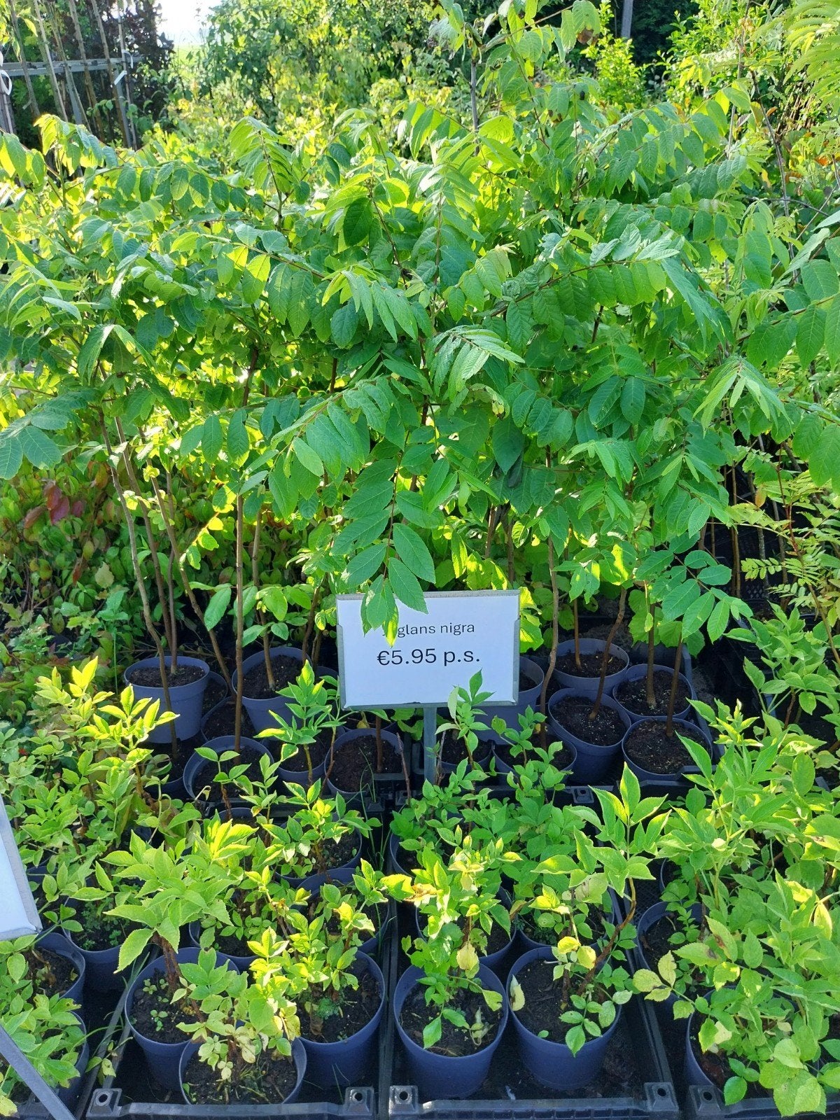 Zwarte Walnoot (Juglans nigra) - Jonge boompjes in pot, Overige soorten, Lente, Minder dan 100 cm, Ophalen