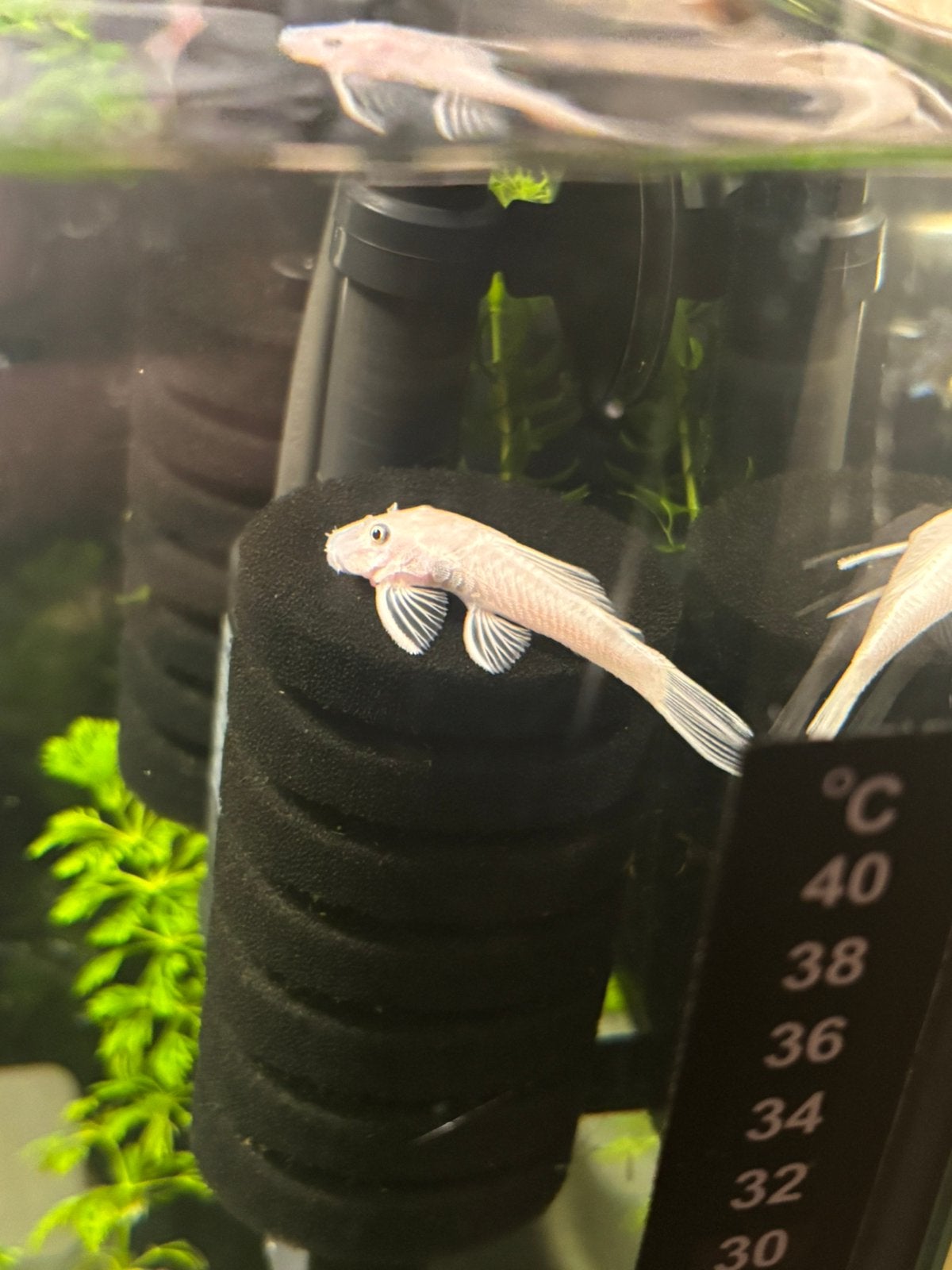 Prachtige Snow White Ancistrus (2-3 cm) –Geen zwarte plekken, Dieren en Toebehoren, Vis