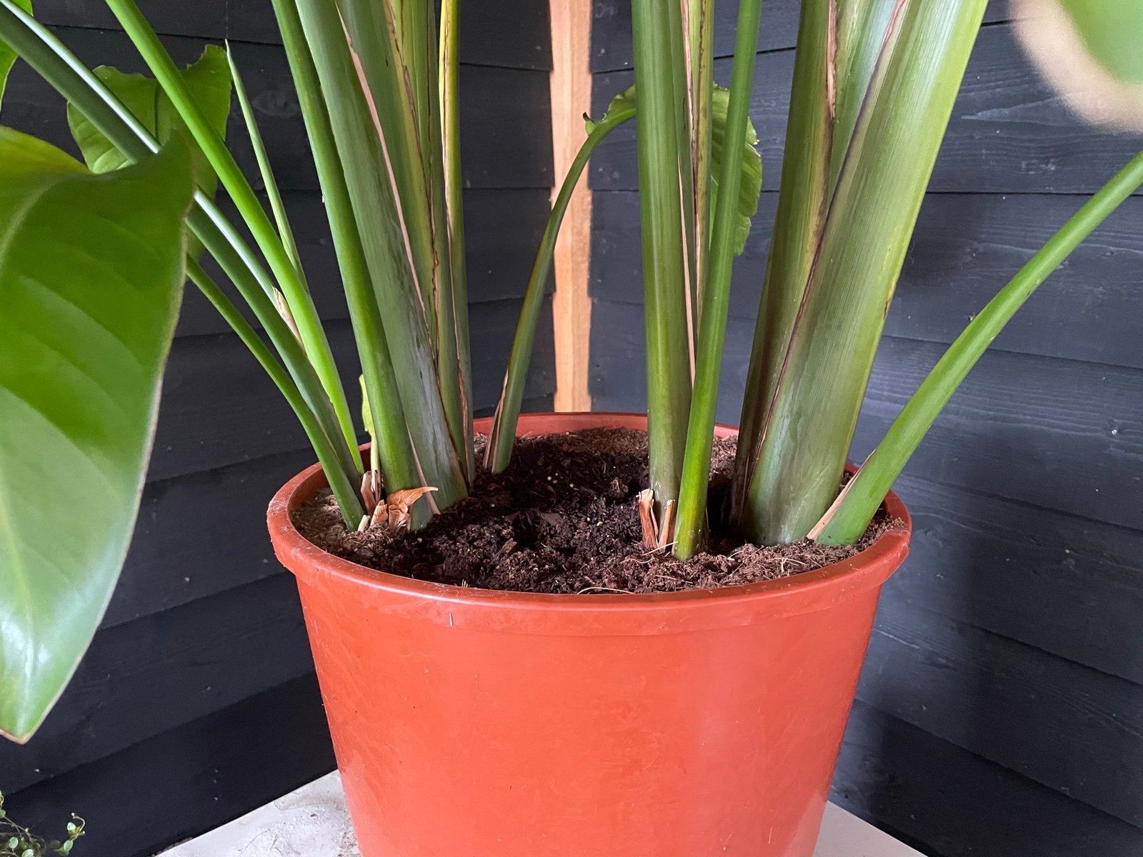 Volle Strelitzia Nicolai XL - 155 cm hoog, Huis en Inrichting, Kamerplanten, Ophalen, Overige soorten, In pot, 150 tot 200 cm