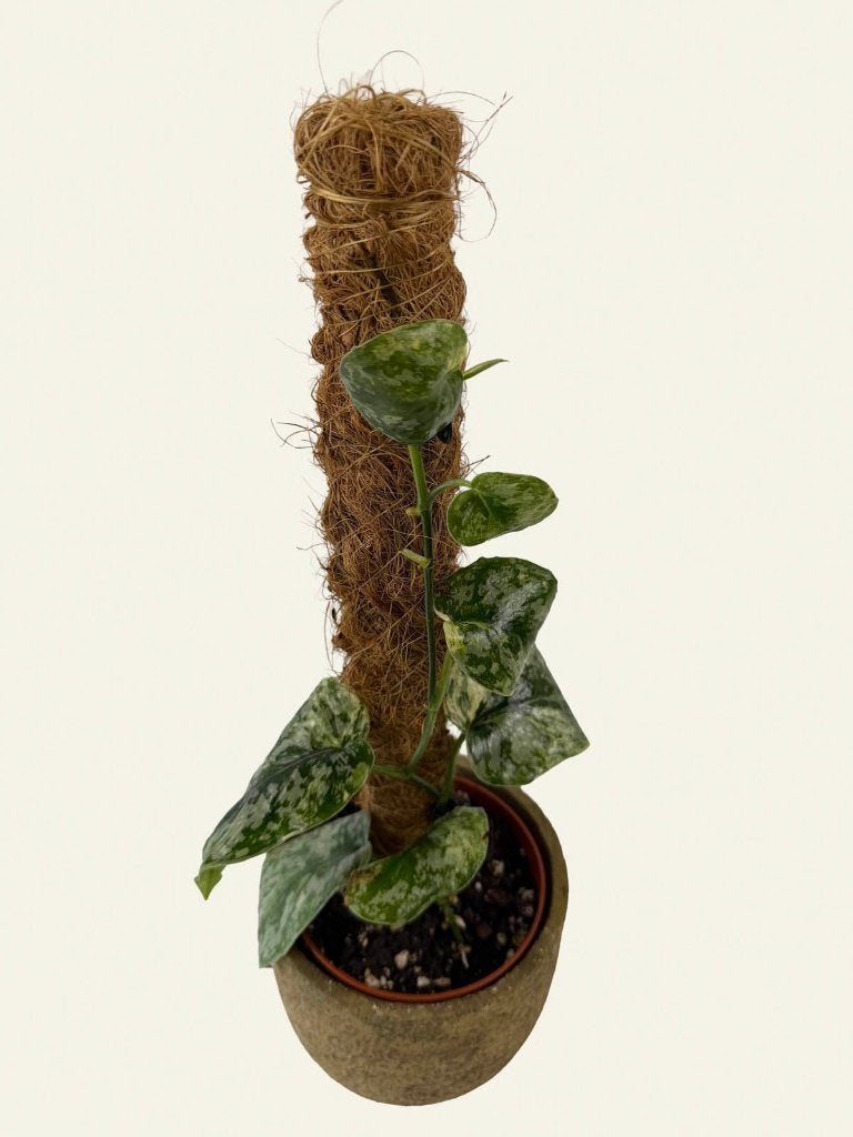 Scindapsus White Crystal, Ophalen of Verzenden
