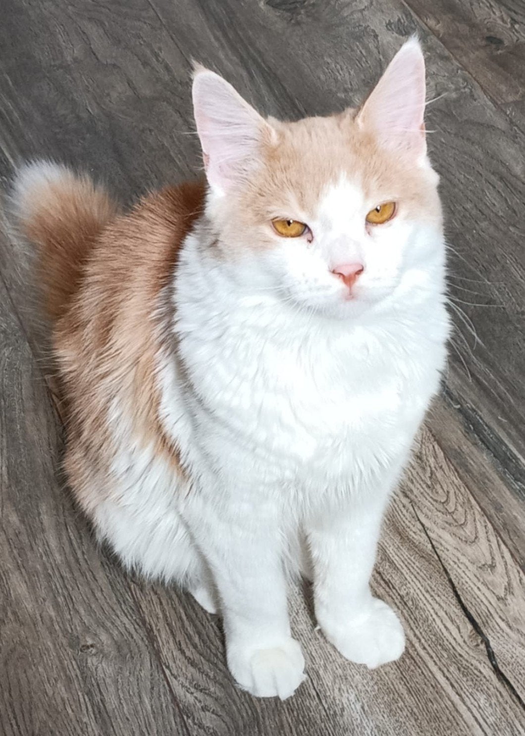 Lieve Cheeto zoekt thuis, Kater, Langharig, 0 tot 2 jaar