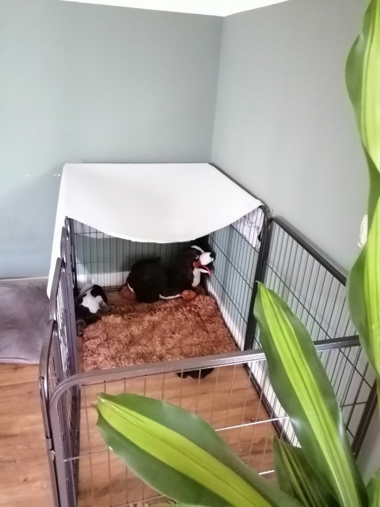 2 Puppyrennen, Dieren en Toebehoren, Ophalen, Zo goed als nieuw