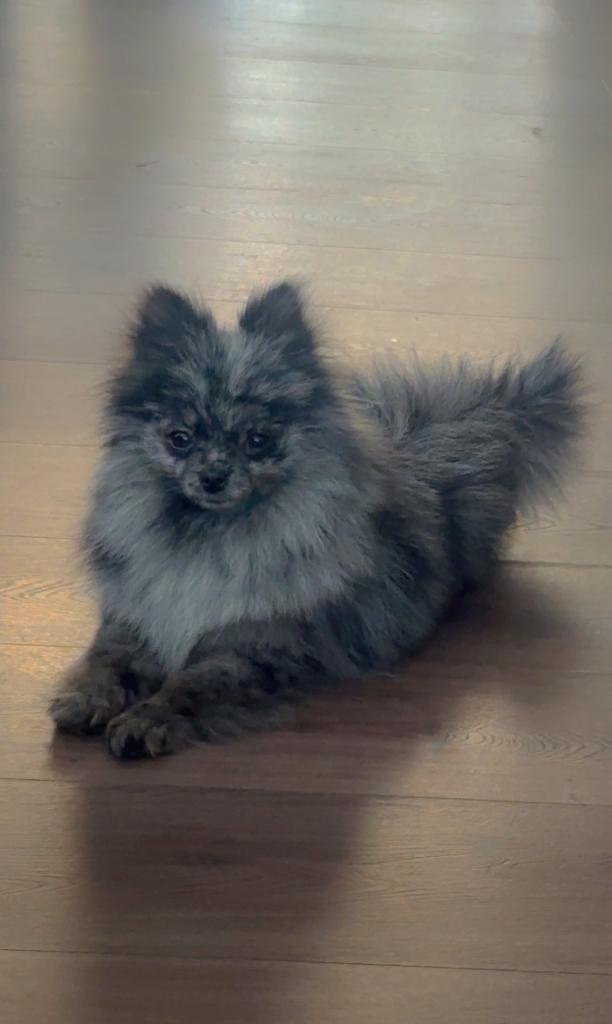 Super mooi pomeriaan Merle  teefje, Dieren en Toebehoren, Honden | Chihuahua's en Gezelschapshonden, Overige rassen, 1 tot 2 jaar
