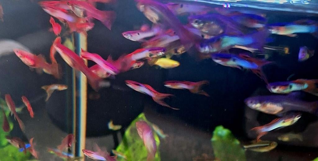Endler guppies, Dieren en Toebehoren, Vis, Zoetwatervis