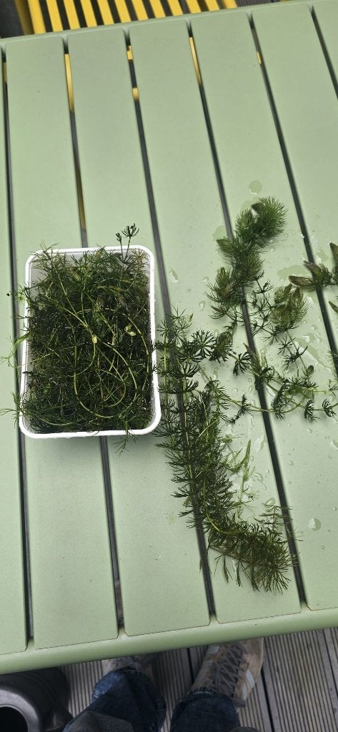 gedoornd hoornblad, Ophalen, Vaste plant, Bloeit niet, Halfschaduw