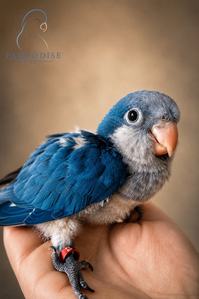 PRACHTIGE Tamme Muisparkiet Blauw 2026, Dieren en Toebehoren, Vogels | Parkieten en Papegaaien, Geslacht onbekend, Parkiet, Pratend
