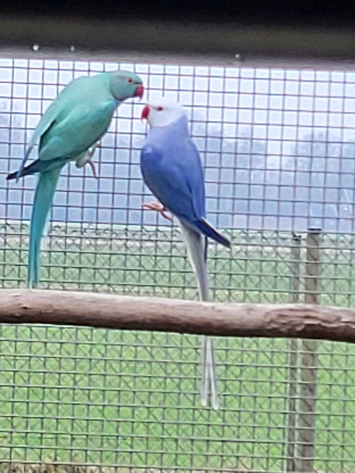 Halsband parkieten, Dieren en Toebehoren, Meerdere dieren, Parkiet, Geringd