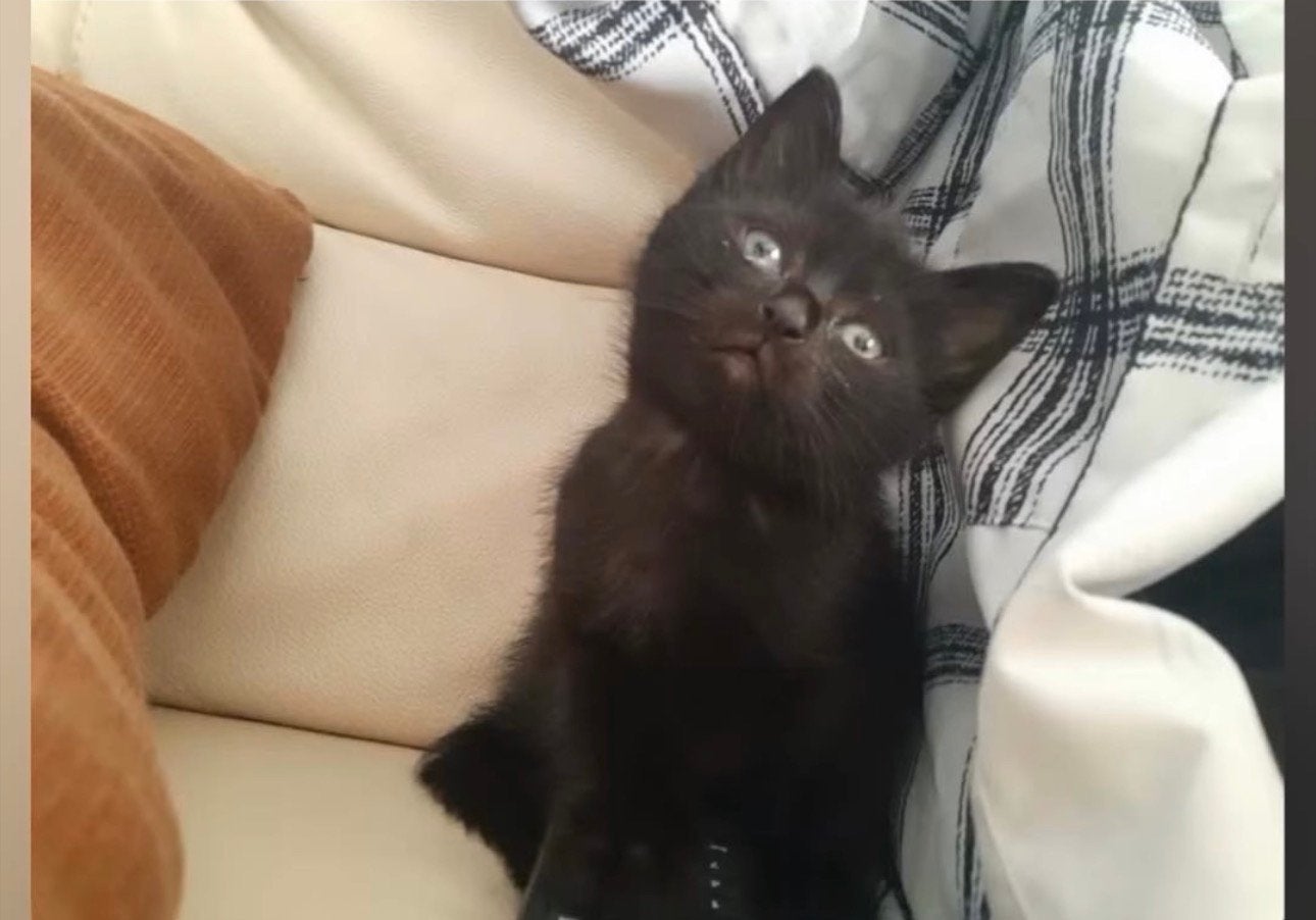 kittens, Meerdere dieren, Ontwormd, 0 tot 2 jaar