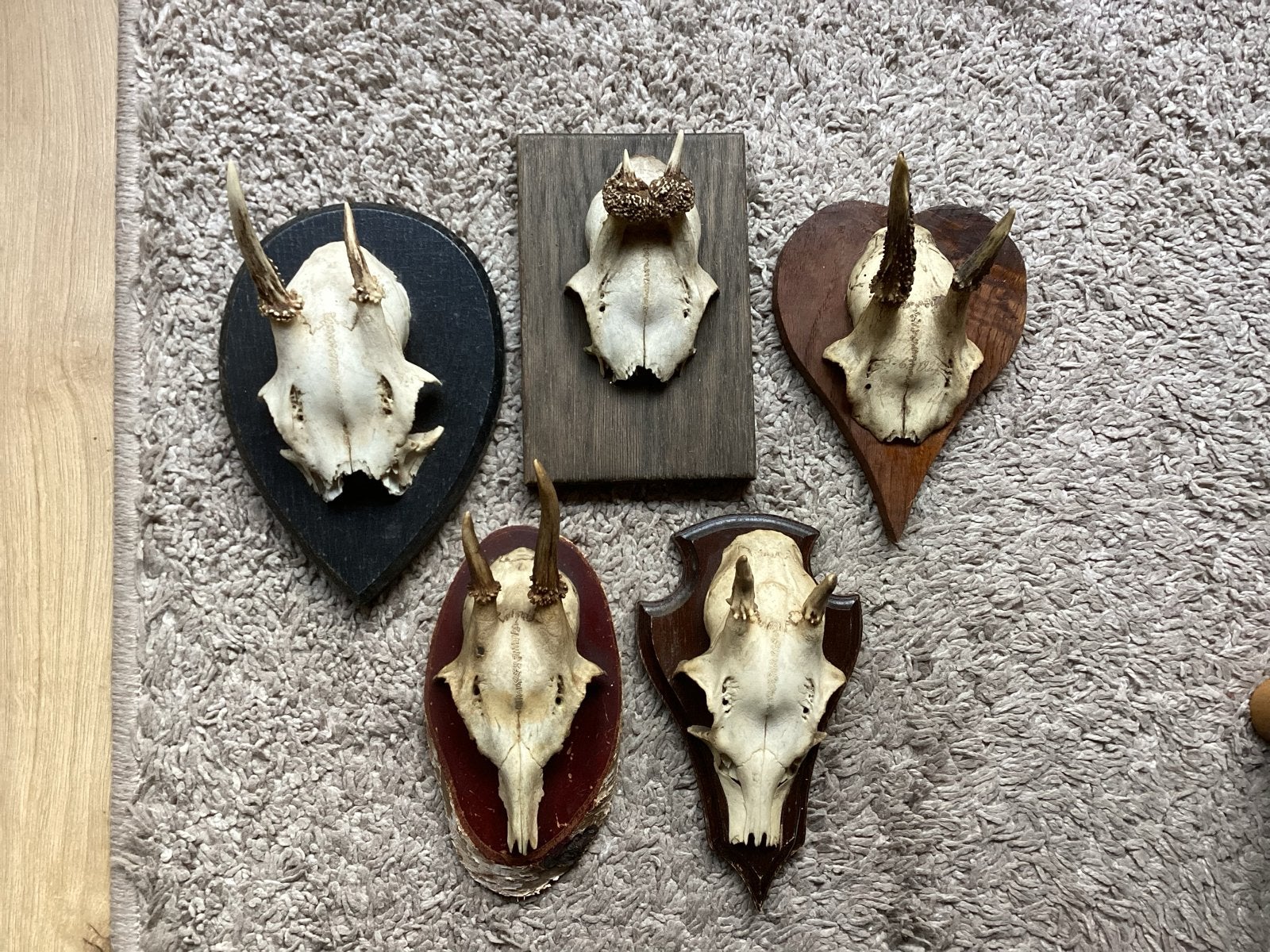 Herten schedels met gewei op hout  p.st € 6 alle 5 € 25, Ophalen of Verzenden, Gebruikt, Hert, Gewei of Kop