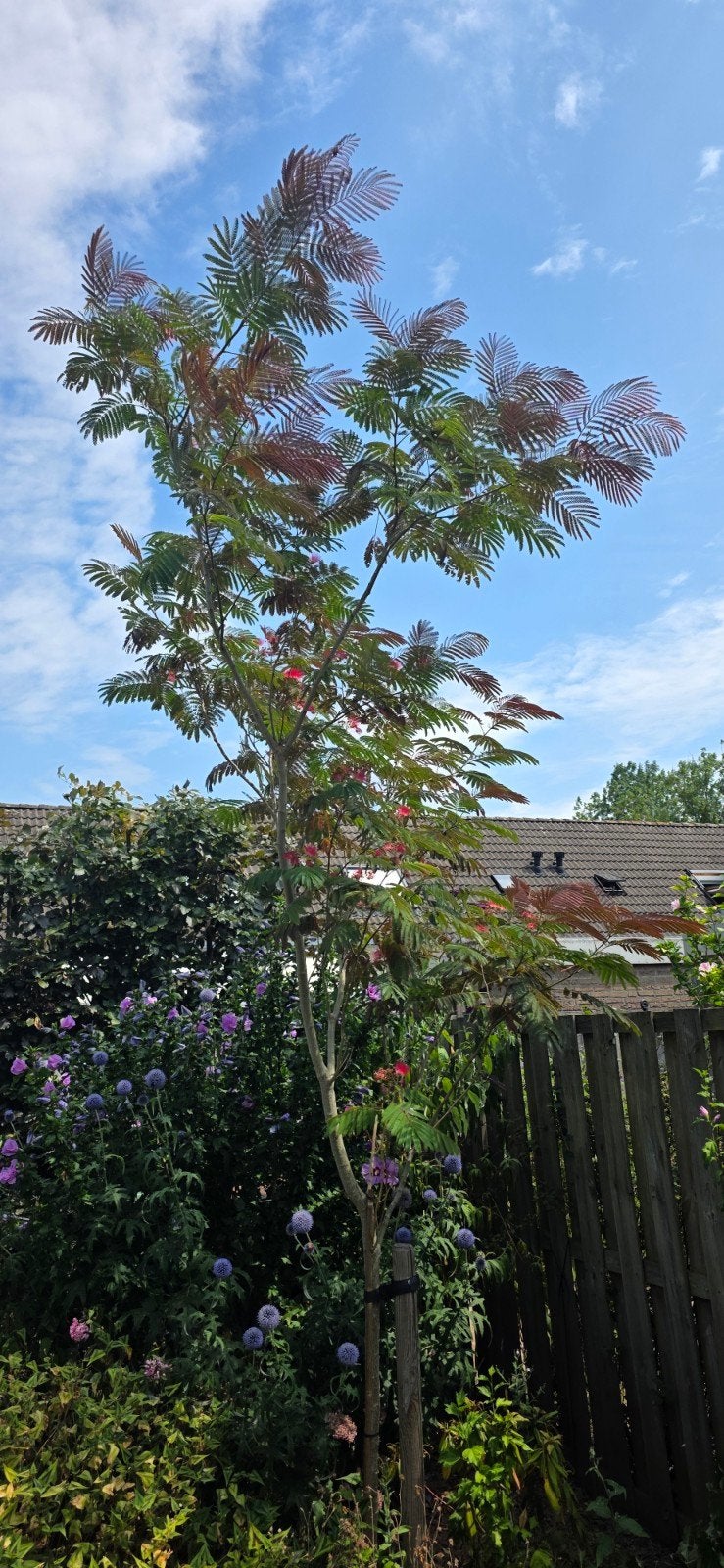 Albizia Evi’s Pride hoogstam, ca. 3,5m hoog, Volle zon, 250 tot 400 cm, Zomer, Overige soorten