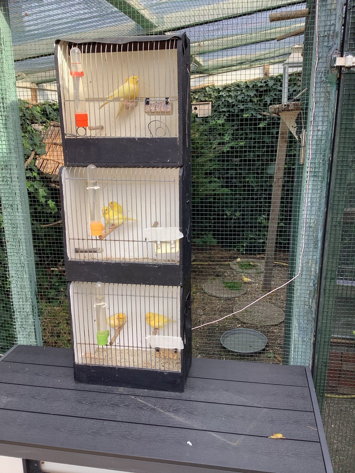 Kanaries te koop, Dieren en Toebehoren, Meerdere dieren, Kleurkanarie