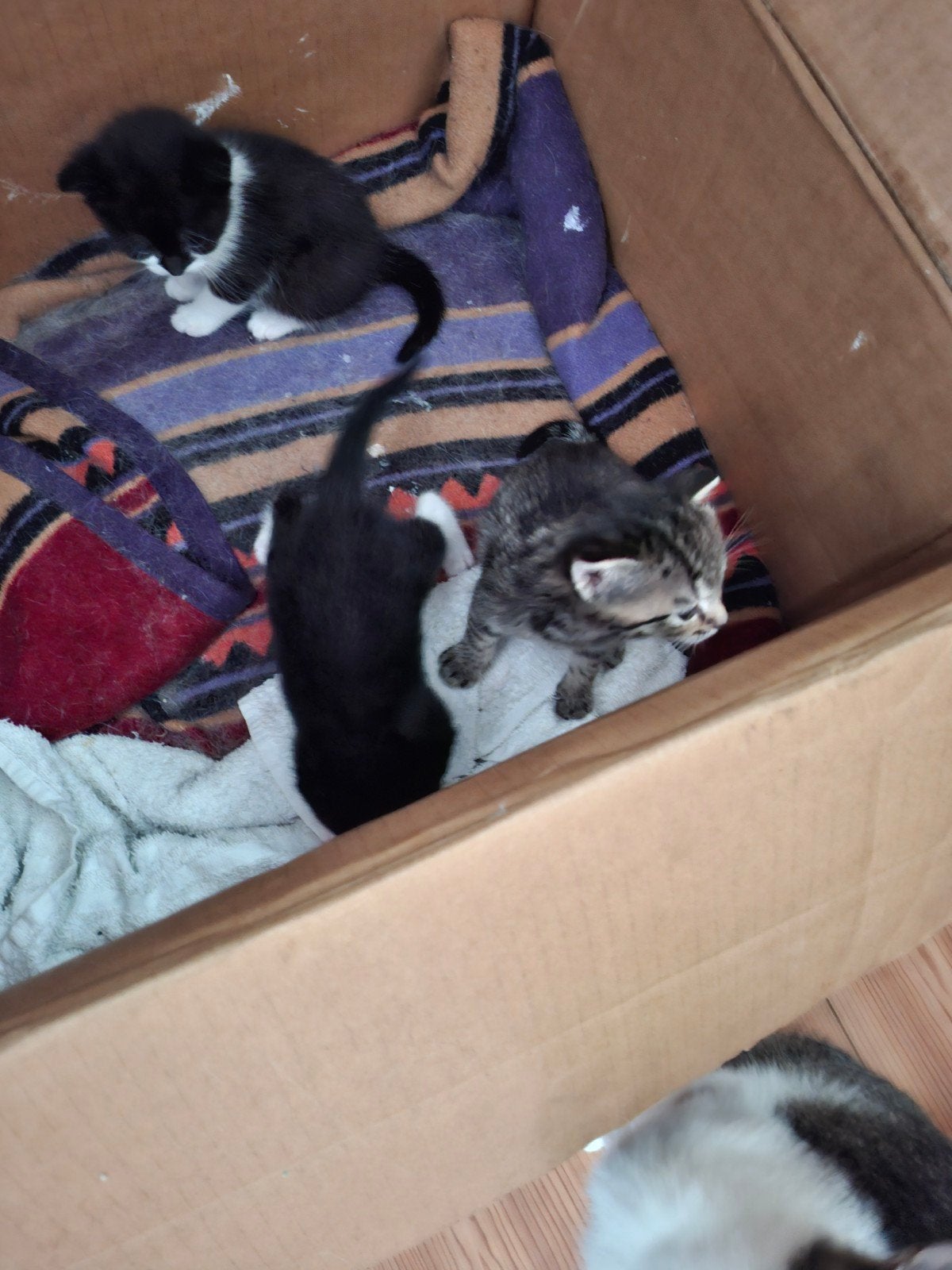 Kittens