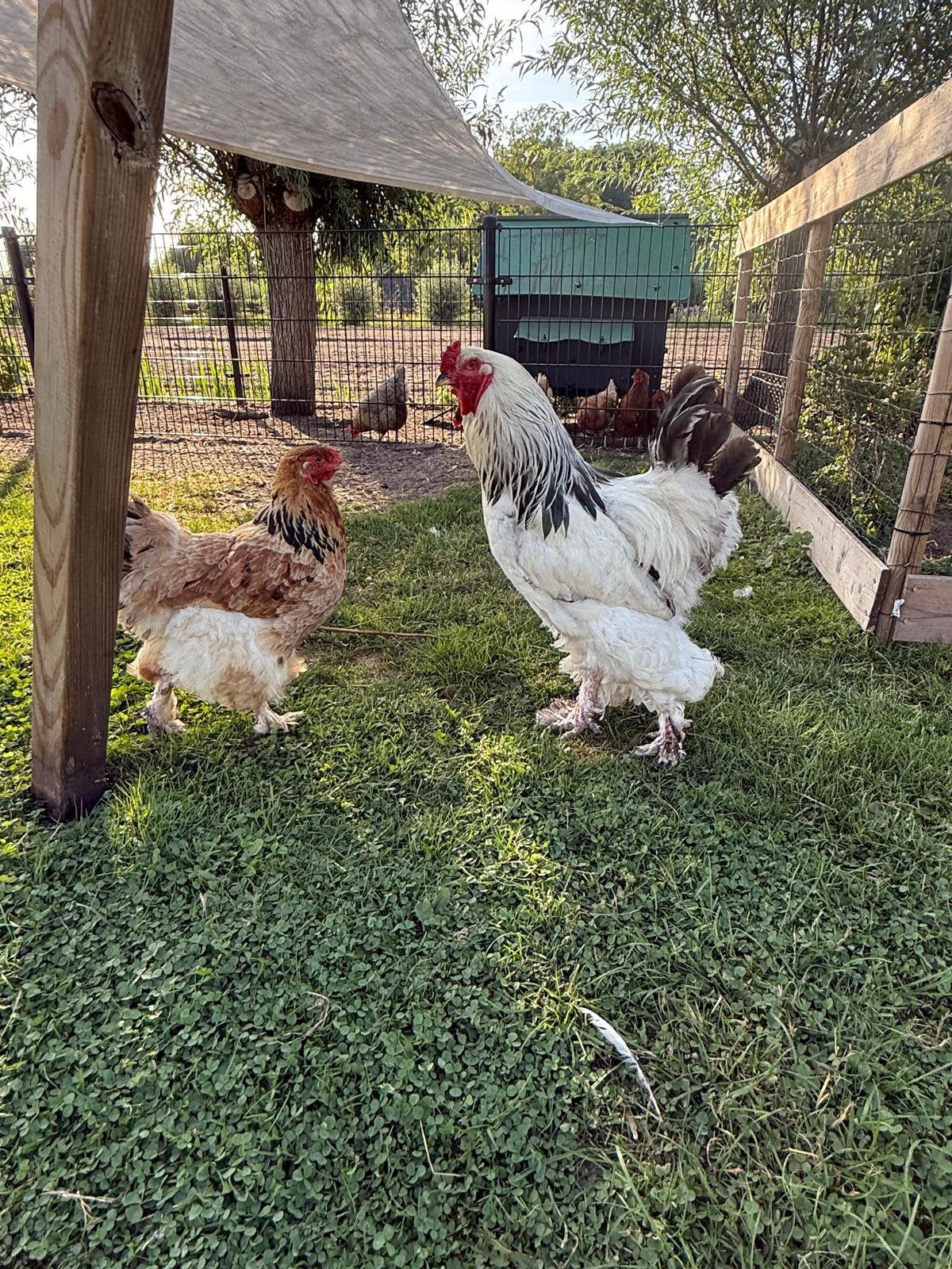 Prachtige Brahma haan en hen, Dieren en Toebehoren, Pluimvee, Mannelijk, Kip
