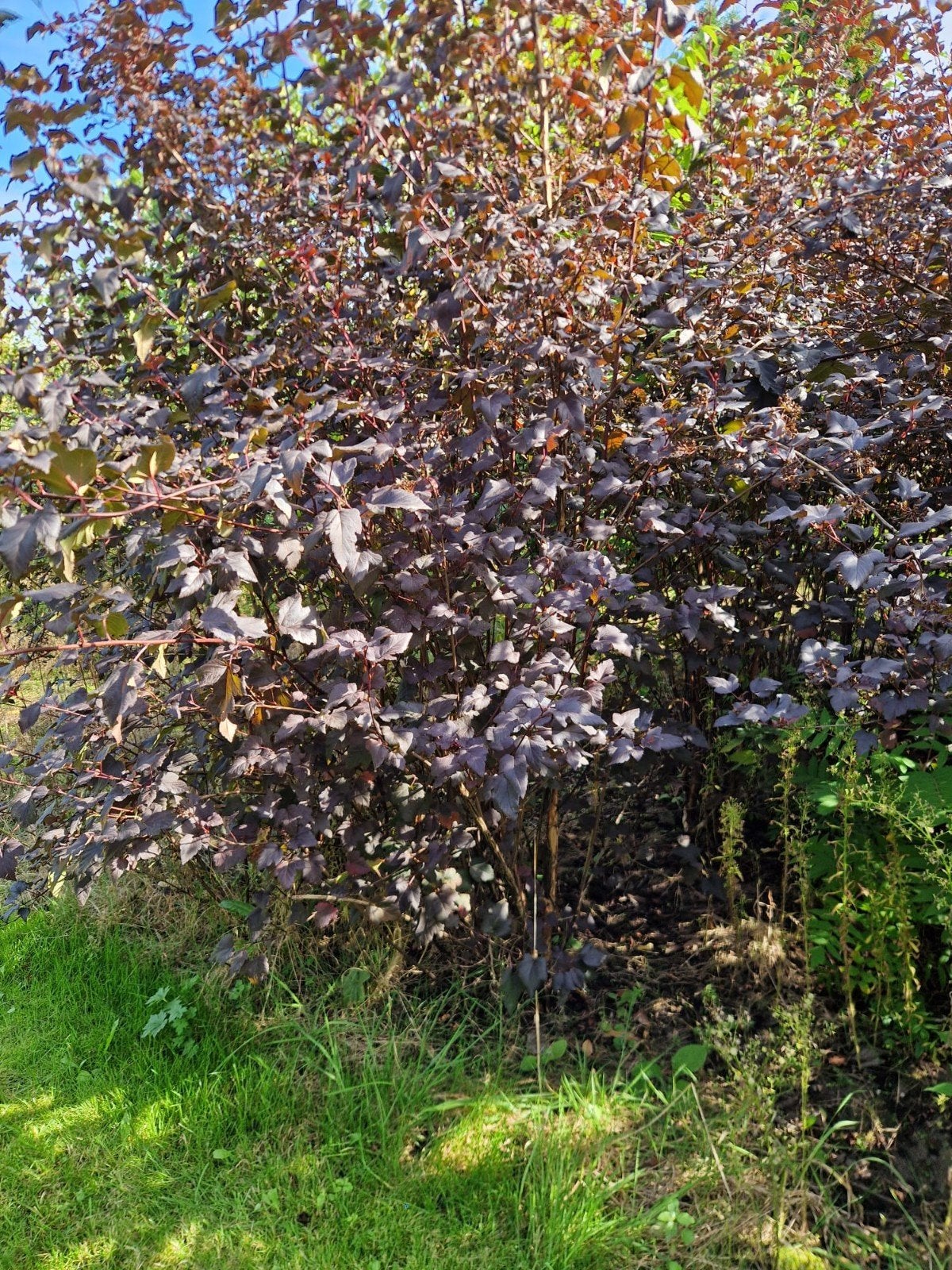 Diabolo  ( Blaasspirea), Ophalen, Overige soorten, 100 tot 250 cm