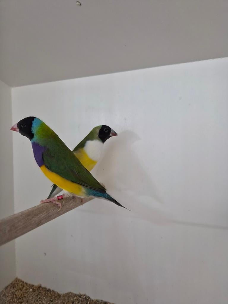 Broedrijp koppel gouldamandines, Meerdere dieren