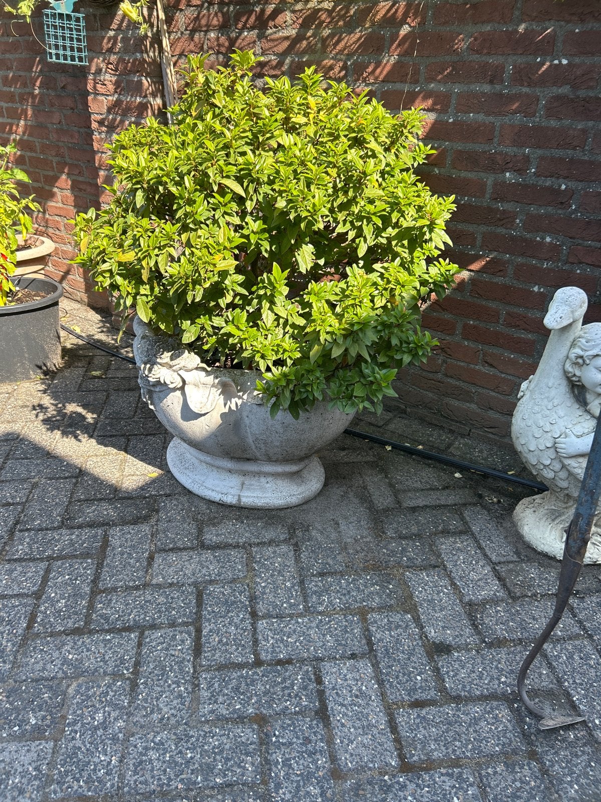 Winterharde Skimmia Japonica in sierpot, Overige soorten, Vaste plant, Ophalen of Verzenden, Halfschaduw