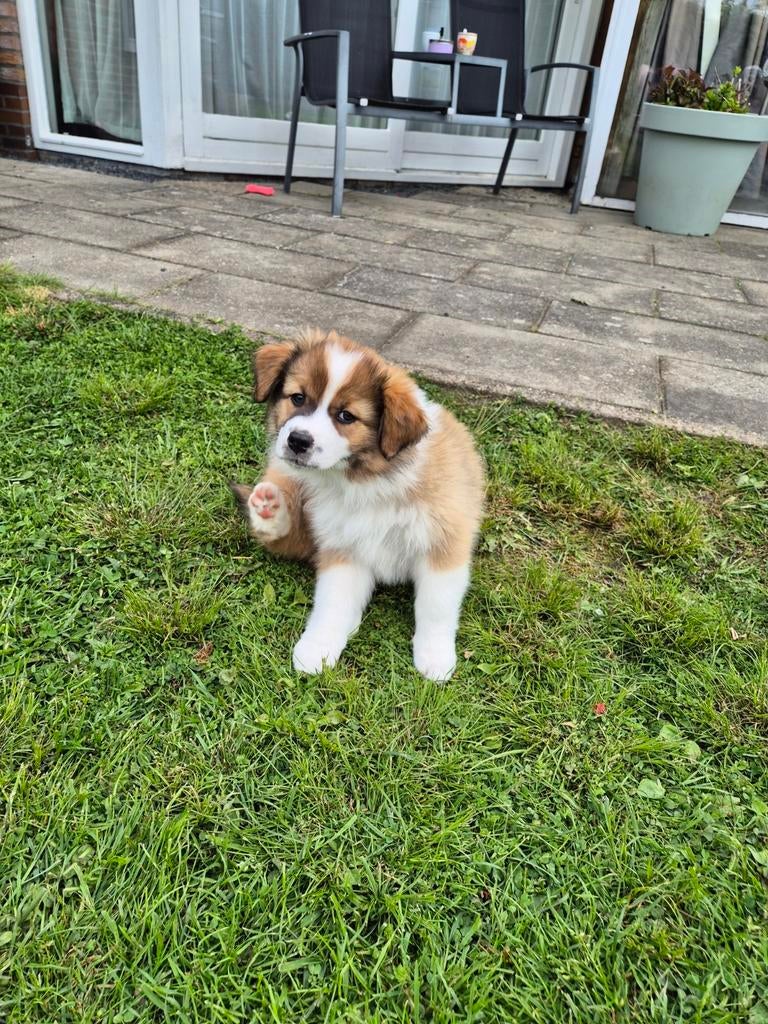 2 australian shepherd puppy's, Dieren en Toebehoren, Honden | Niet-rashonden, 8 tot 15 weken, Teef, Meerdere, Nederland