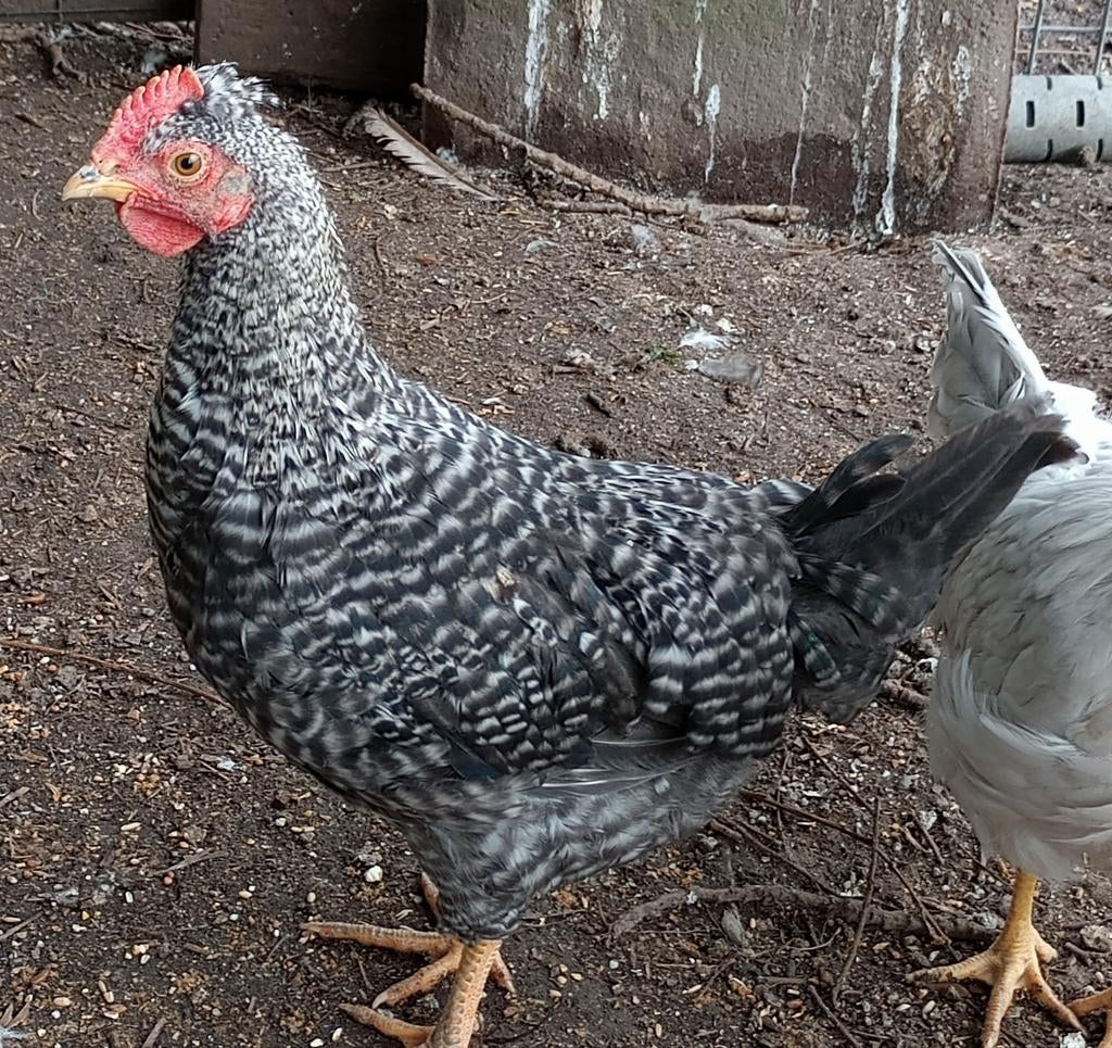 Jonge kruising Opal legbar haan(kleurlegger), Dieren en Toebehoren, Pluimvee, Kip, Mannelijk