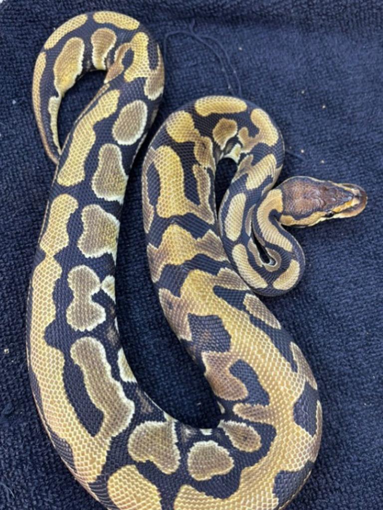 Python regius puzzle 0.1 Ball Python - female for sale from Gerard