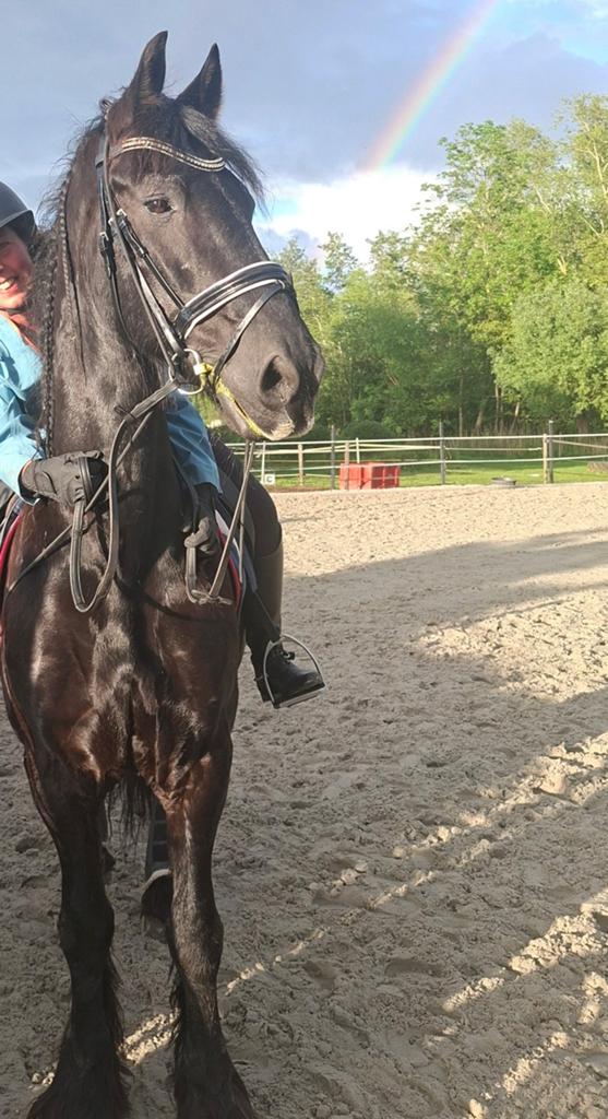18 jarige friese ruin., Ruin, Recreatiepaard