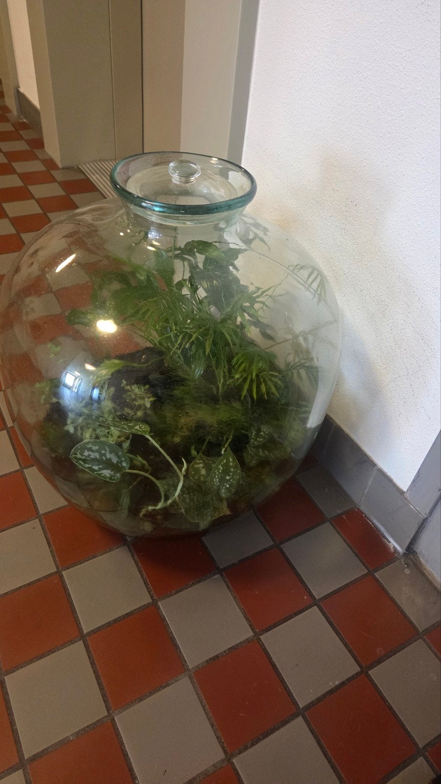 Grote glazen terrarium met planten - 52x40cm, Groen, Gebruikt, Ophalen of Verzenden, Modern