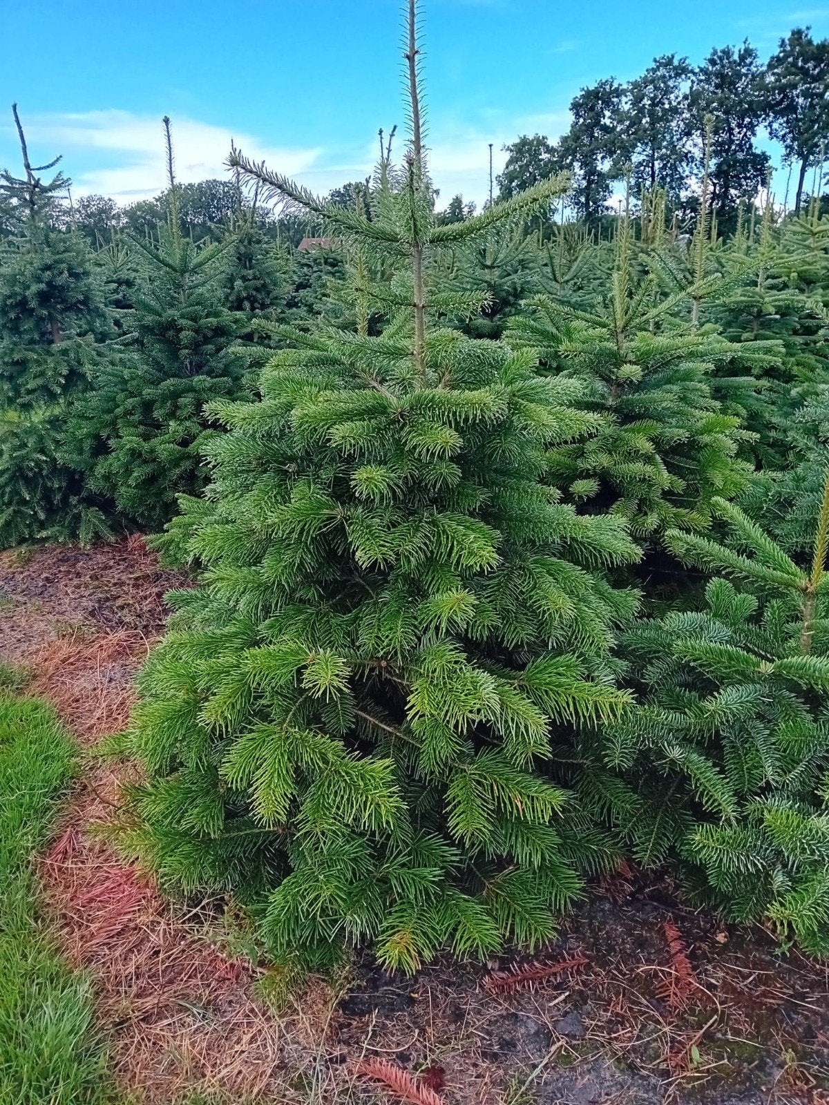 Kerstbomen, Nordmann, Omorica's, conica, Ophalen, 100 tot 250 cm