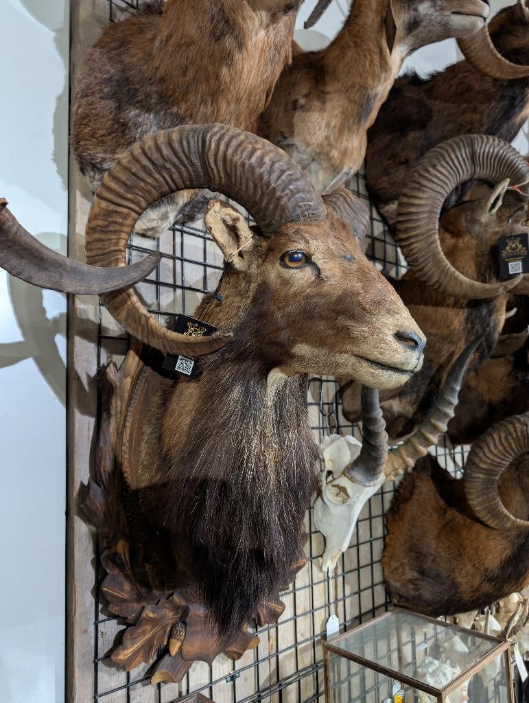 opgezet moeflon winkel borst preparaat hert taxidermie, Verzamelen, Dierenverzamelingen, Ophalen, Hert, Opgezet dier