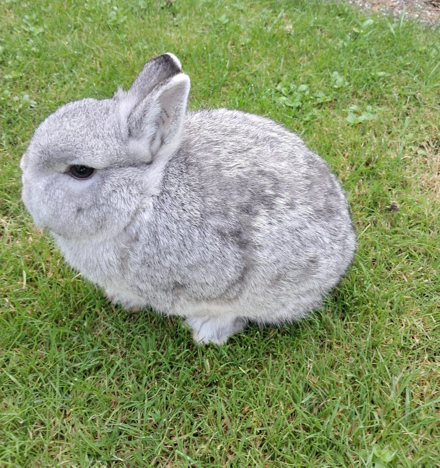Rasechte Kleurdwerg chinchilla voedster (dwergkonijn), Dieren en Toebehoren, Vrouwelijk, Dwerg, 0 tot 2 jaar