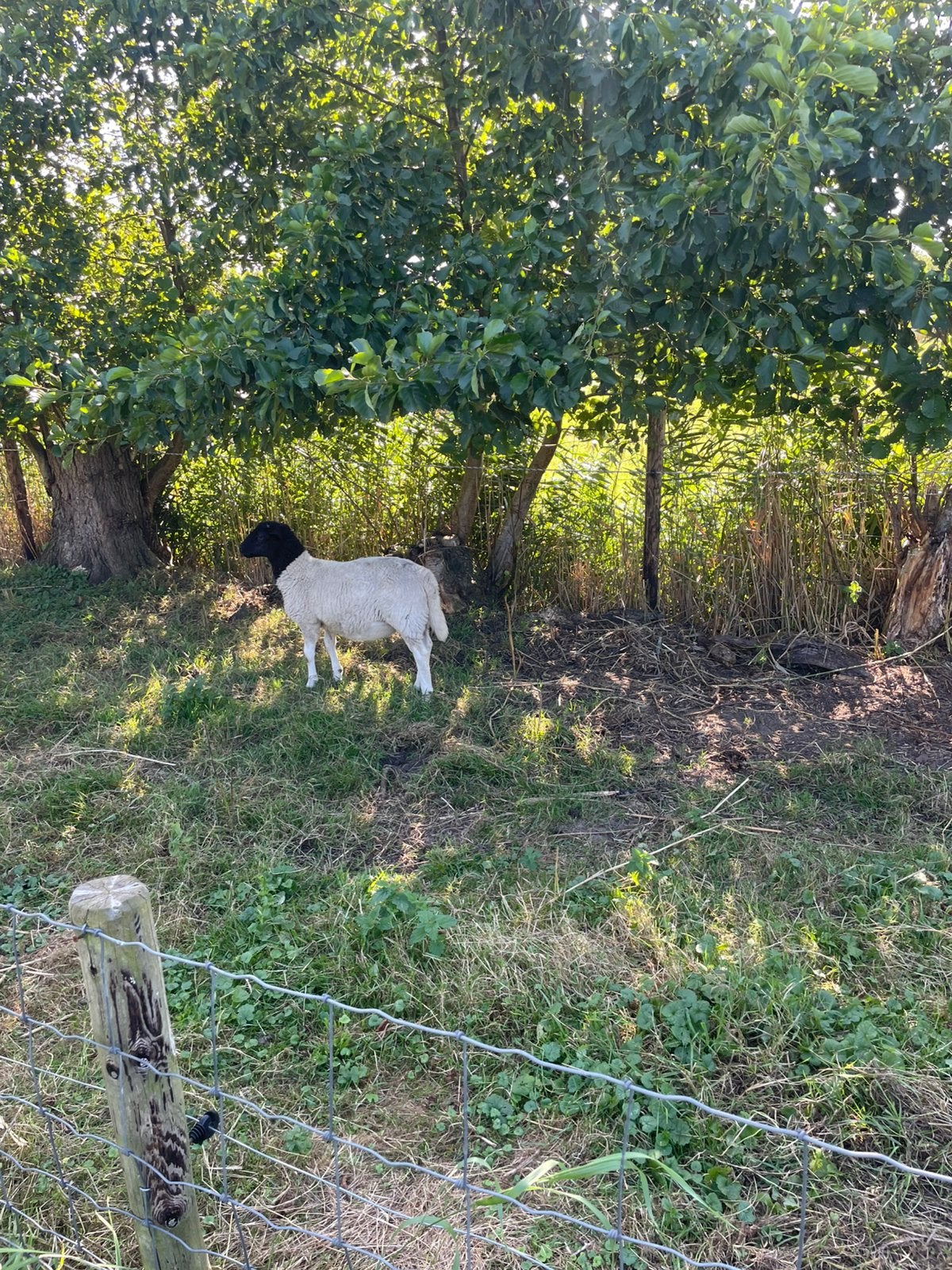 2 Dorper rammen, Dieren en Toebehoren, Schapen, Geiten en Varkens, Mannelijk, Schaap