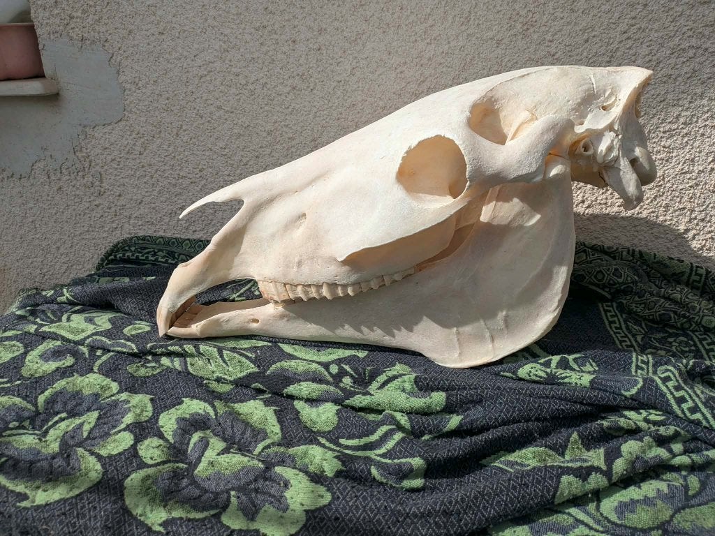 Paardenschedel paard schedel anatomie botten paarden, Ophalen of Verzenden, Zo goed als nieuw, Paard, Beeldje of Figuurtje