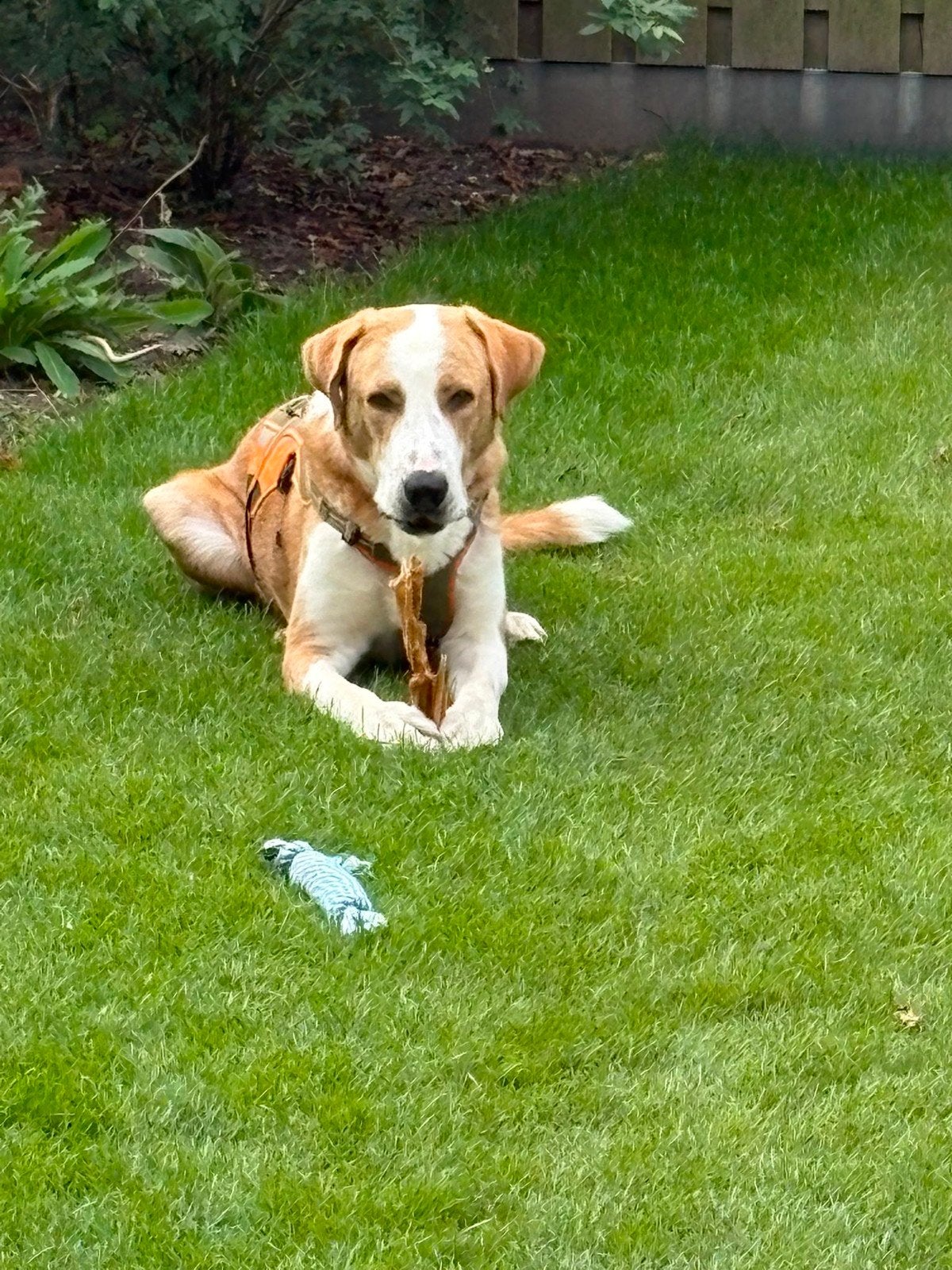 Big een prachtige Alabai SPOED!!!, Dieren en Toebehoren, Reu, 1 tot 2 jaar, Eén hond, Nederland