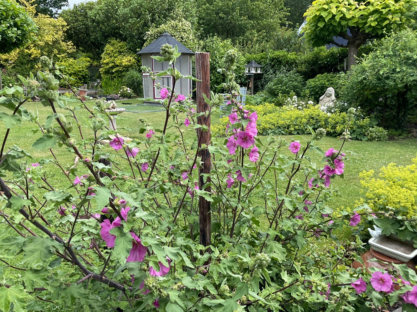 Lavatera planten, Ophalen of Verzenden, Vaste plant, Overige soorten